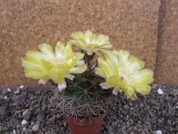 Acanthocalycium ferrari WR 572 N of Santa Maria Tucuman, pot 5,5 cm - 12404251