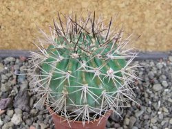 Acanthocalycium ferrari WR 572 N of Santa Maria Tucuman, pot 5,5 cm - 12404252