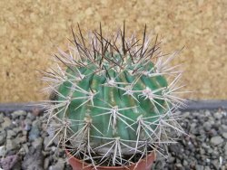 Acanthocalycium ferrari WR 572 N of Santa Maria Tucuman, pot 5,5 cm - 12404253
