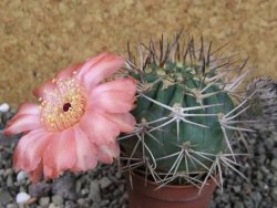 Acanthocalycium ferrari WR 572 N of Santa Maria Tucuman, pot 5,5 cm - 12404259