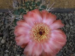 Acanthocalycium ferrari WR 572 N of Santa Maria Tucuman, pot 5,5 cm - 12404260
