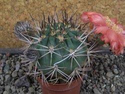 Acanthocalycium ferrari WR 572 N of Santa Maria Tucuman, pot 5,5 cm - 12404261