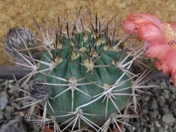 Acanthocalycium ferrari WR 572 N of Santa Maria Tucuman, pot 5,5 cm - 12404262