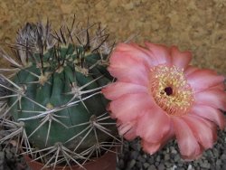 Acanthocalycium ferrari WR 572 N of Santa Maria Tucuman, pot 5,5 cm - 12404263