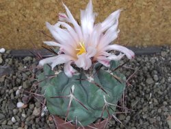 Thelocactus hexaedrophorus major pot 6,5 cm - 12404273