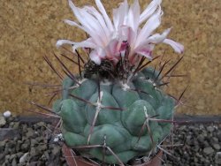 Thelocactus hexaedrophorus major pot 6,5 cm - 12404274