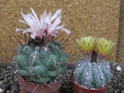 Thelocactus hexaedrophorus major pot 6,5 cm - 12404275