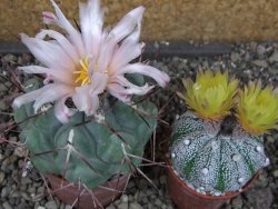Thelocactus hexaedrophorus major pot 6,5 cm - 12404276
