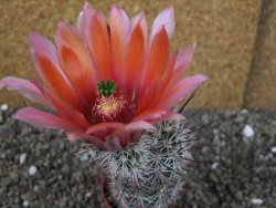 Echinocereus dasyacanthus výběr z květů, pot 5,5 cm - 12404283