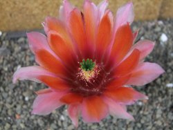 Echinocereus dasyacanthus výběr z květů, pot 5,5 cm - 12404284