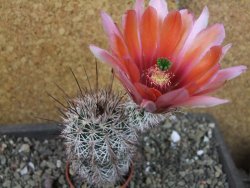 Echinocereus dasyacanthus výběr z květů, pot 5,5 cm - 12404285