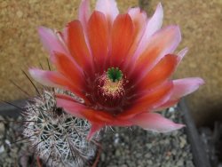 Echinocereus dasyacanthus výběr z květů, pot 5,5 cm - 12404286