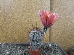 Echinocereus dasyacanthus výběr z květů, pot 5,5 cm - 12404287