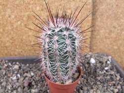 Echinocereus dasyacanthus výběr z květů, pot 5,5 cm - 12404288