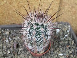 Echinocereus dasyacanthus výběr z květů, pot 5,5 cm - 12404289