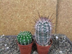 Echinocereus dasyacanthus výběr z květů, pot 5,5 cm - 12404290