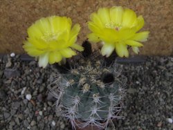 Acanthocalycium glaucum pot 6,5 cm