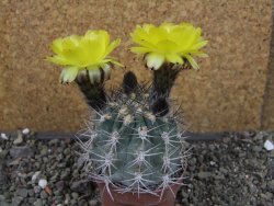 Acanthocalycium glaucum pot 6,5 cm - 12404292