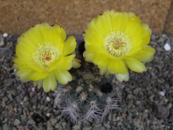 Acanthocalycium glaucum pot 6,5 cm - 12404293
