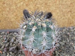 Acanthocalycium glaucum pot 6,5 cm - 12404295