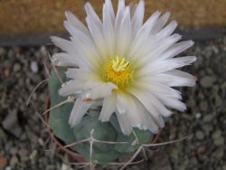 Thelocactus hexaedrophorus major pot 5,5 cm - 12404297