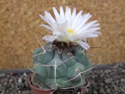Thelocactus hexaedrophorus major pot 5,5 cm - 12404298