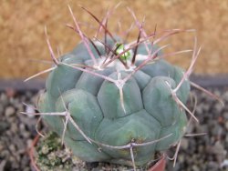 Thelocactus hexaedrophorus major pot 5,5 cm - 12404299