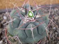 Thelocactus hexaedrophorus major pot 5,5 cm - 12404300