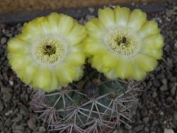 Acanthocalycium ferrari WR 572 N of Santa Maria Tucuman, pot 5,5 cm - 12404301