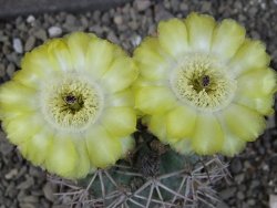 Acanthocalycium ferrari WR 572 N of Santa Maria Tucuman, pot 5,5 cm - 12404302