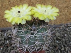 Acanthocalycium ferrari WR 572 N of Santa Maria Tucuman, pot 5,5 cm