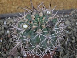Acanthocalycium ferrari WR 572 N of Santa Maria Tucuman, pot 5,5 cm - 12404304