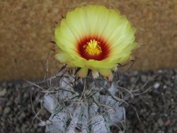 Astrophytum capricorne major pot 5,5 cm
