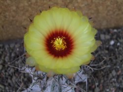 Astrophytum capricorne major pot 5,5 cm - 12404306