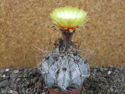 Astrophytum capricorne major pot 5,5 cm - 12404307