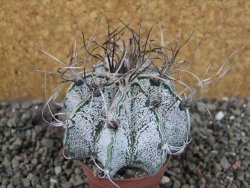 Astrophytum capricorne major pot 5,5 cm - 12404308