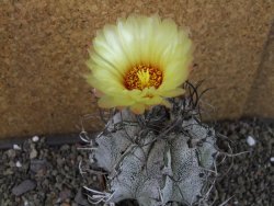 Astrophytum capricorne major XXL, pot 9 cm - 12404309