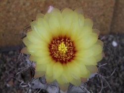 Astrophytum capricorne major XXL, pot 9 cm - 12404310