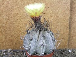 Astrophytum capricorne major XXL, pot 9 cm - 12404311