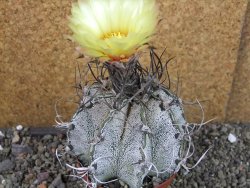 Astrophytum capricorne major XXL, pot 9 cm
