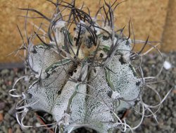 Astrophytum capricorne major XXL, pot 9 cm - 12404313