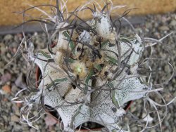 Astrophytum capricorne major XXL, pot 9 cm - 12404314