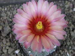 Astrophytum Hanazano X red flower oibo akabana, pot 5,5 cm - 12404321