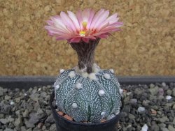 Astrophytum Hanazano X red flower oibo akabana, pot 5,5 cm - 12404322