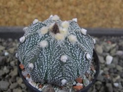 Astrophytum Hanazano X red flower oibo akabana, pot 5,5 cm - 12404323