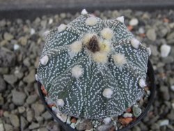 Astrophytum Hanazano X red flower oibo akabana, pot 5,5 cm - 12404324