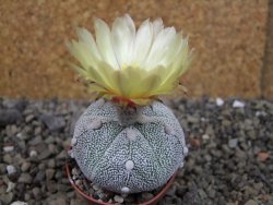 Astrophytum Hanazano Kabuto hybrid Snowy pot 5,5 cm