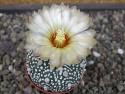 Astrophytum Super Kabuto hybrid Snowy pot 5,5 cm