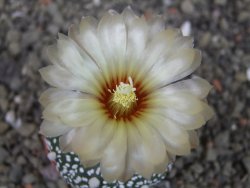 Astrophytum Super Kabuto hybrid Snowy pot 5,5 cm - 12404344