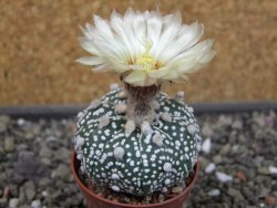 Astrophytum Super Kabuto hybrid Snowy pot 5,5 cm - 12404345